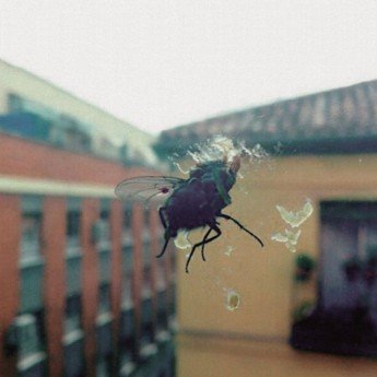 BIZNAGA - Gran Pantalla LP